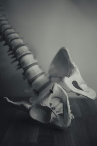 otto-norin-Ht6syj31IzI-unsplash dolor lumbar